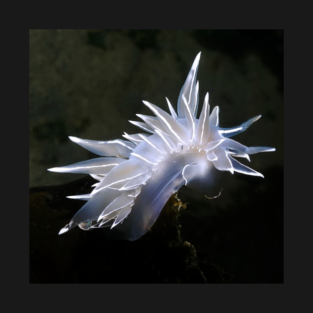 Underwater Nudi by naturediver