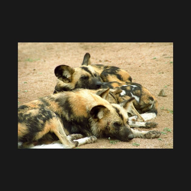 What dogs do best (African hunting dogs) by GrahamCSmith