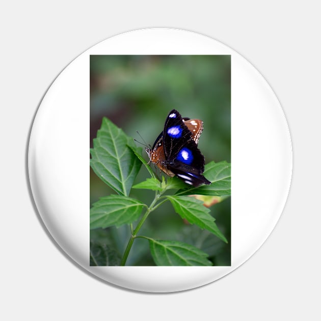 Common Eggfly and Friend Pin by GP1746