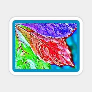 Virginia Creeper Leaves Magnet