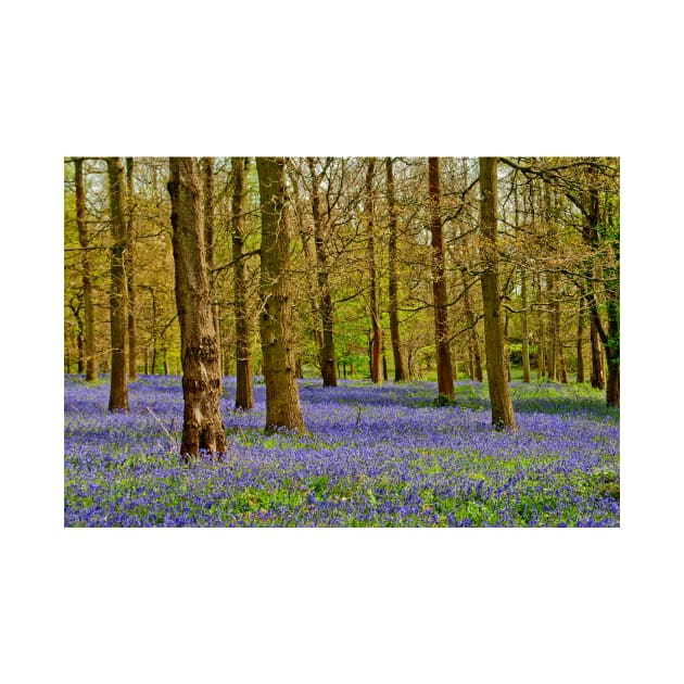 Bluebell Woods Greys Court Oxfordshire UK by AndyEvansPhotos