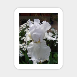 White Bearded Iris Irises in the white Garden Magnet