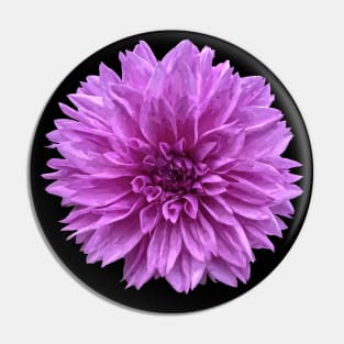 Pretty purple Dahlia Botanical Bee Flower Annual Pin