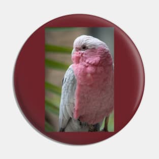 Galah Pin