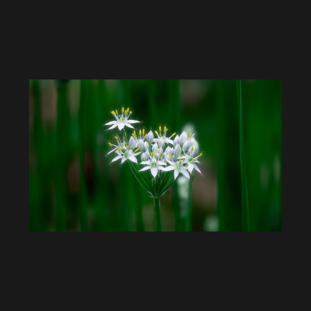 Garlic Chives II by EileenMcVey