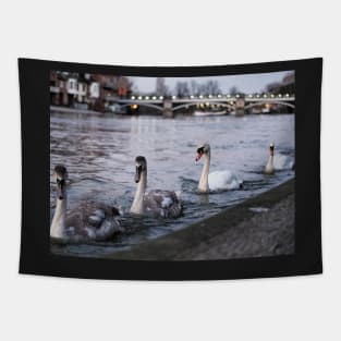 Herd of swans at banks of river thames in Windsor, Berkshire, UK Tapestry