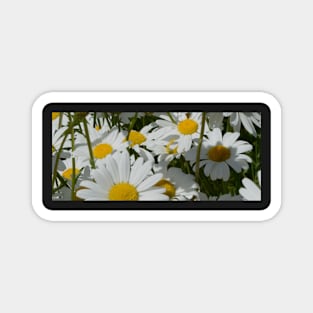 A Field of Daisies Magnet