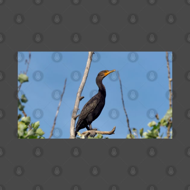 Double-crested Cormorant Perching On a Tree Branch by BackyardBirder