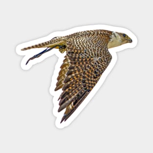 Falconers Falcon Magnet