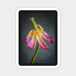 Old Pink Tulip with Textured Background Magnet