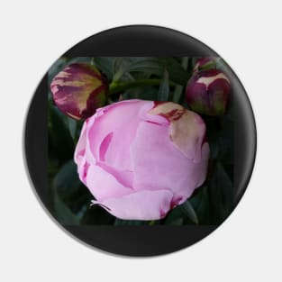 Peony Flower bud Pin