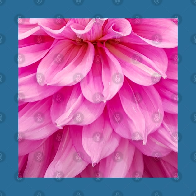 Hot Pink Dahlia Close Up Flower by ellenhenryart