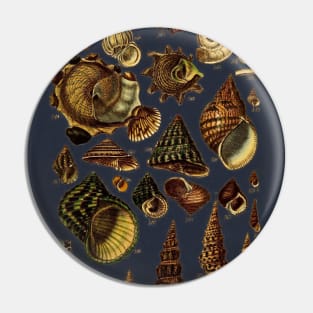 Antique Scientific Marine Biology Sea Shells Pin