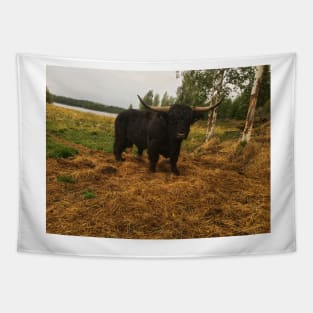 Scottish Highland Cattle Dark Black Bull With Big Horns 2096 Tapestry