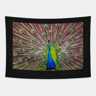 Peacock Showing Off Tapestry