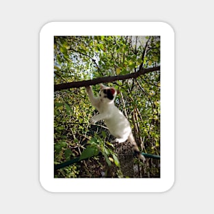 Cat Susi on the tree Magnet