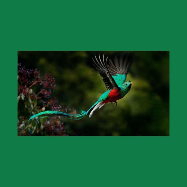 El Quetzal by DAVT