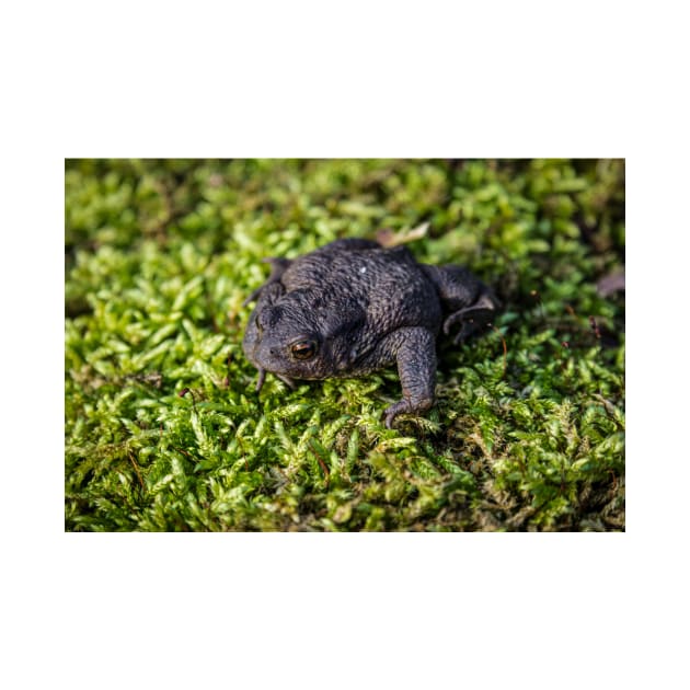 Common Toad - Margam 2012 by SimplyMrHill