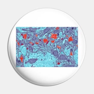 Brain synapses, TEM (C013/2338) Pin