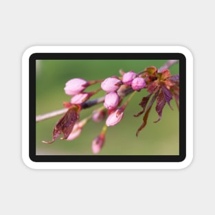 Cherry Tree Buds Magnet