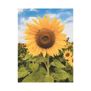 Sunflowers and blue sky T-Shirt