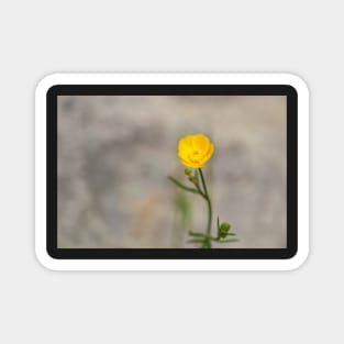 Buttercup Magnet