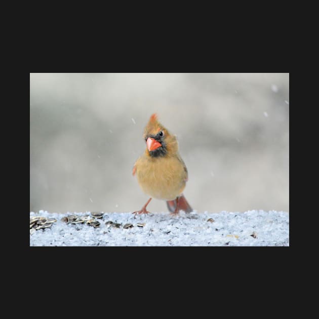 Curious Cardinal by LaurieMinor