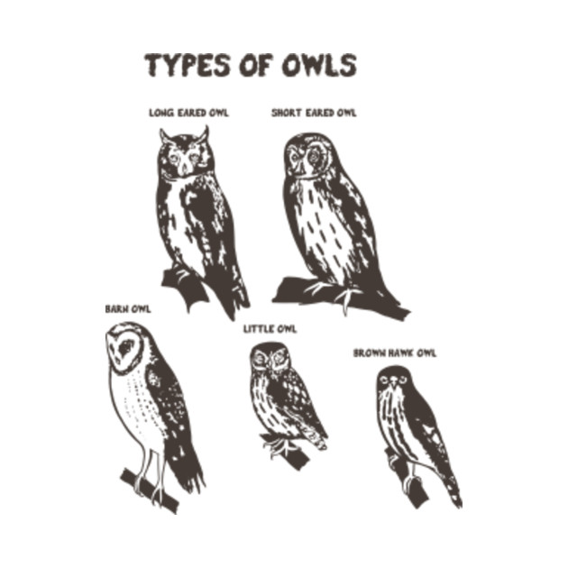 owl types