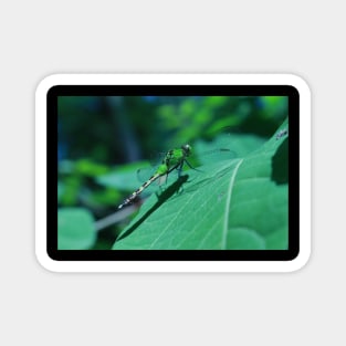 Green Dragonfly Resting on a Leaf Magnet