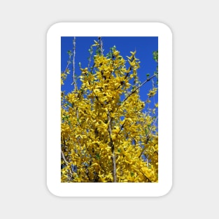 Yellow Forsythia tree in bloom Magnet