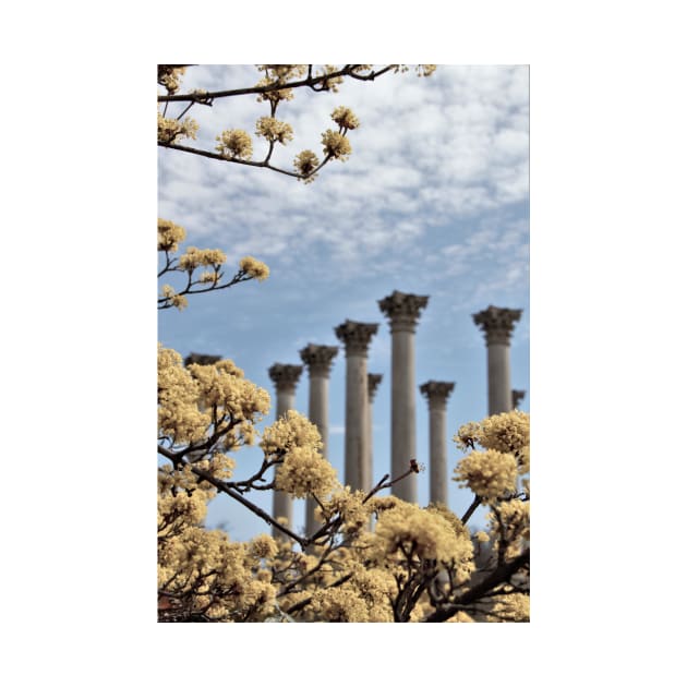 Capital Columns - National Arboretum - Washington, DC by searchlight