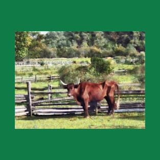 Bulls - Bull in Pasture T-Shirt