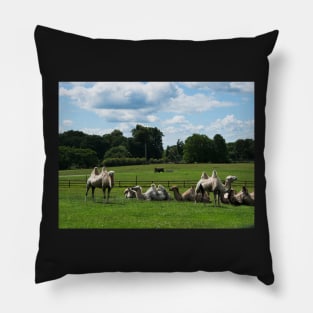 Double humped camels Pillow