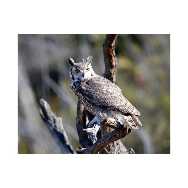 Great Horned Owl by DeniseBruchmanPhotography