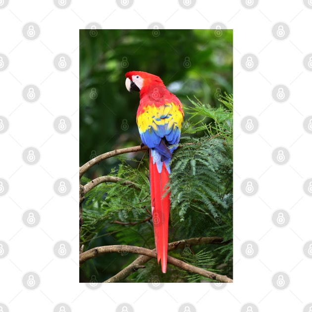 Scarlet Macaw - Costa Rica by Jim Cumming