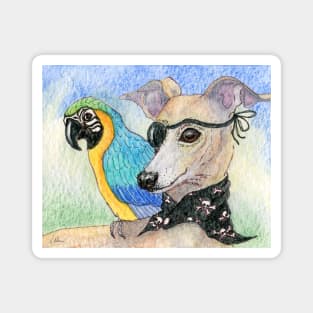 She was ready for Talk Like a Pirate Day - whippet dog and her parrot Magnet