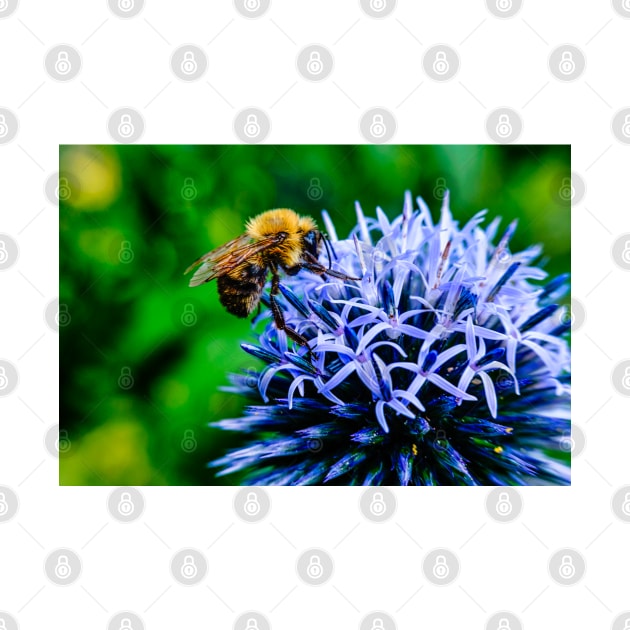 Bee On Small Globe Thistle 2 by Robert Alsop