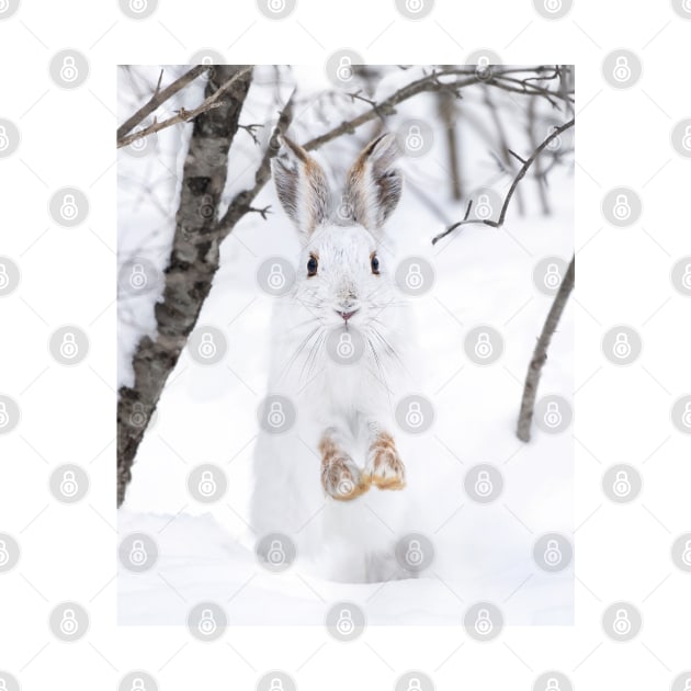Snowshoe Hare in the snow by Jim Cumming
