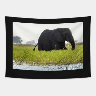 A large male elephant wading in the waters of the Okavango Delta Tapestry