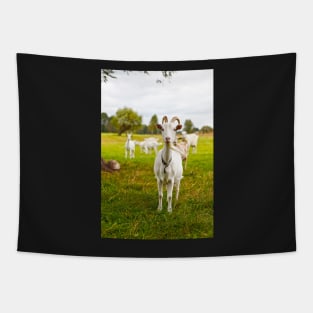 Domestic goats on green pasture Tapestry