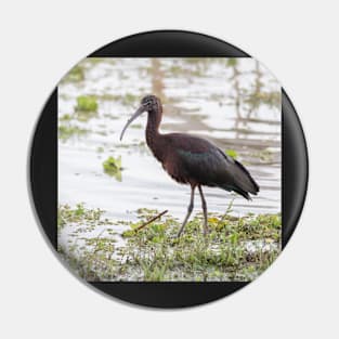 Hadada Ibis Pin