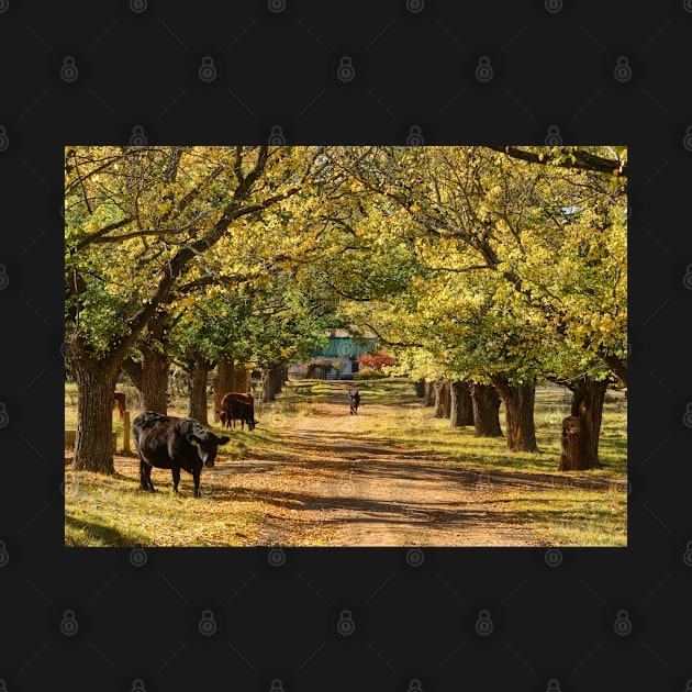 The Long Driveway - Almost Autumn by clearviewstock