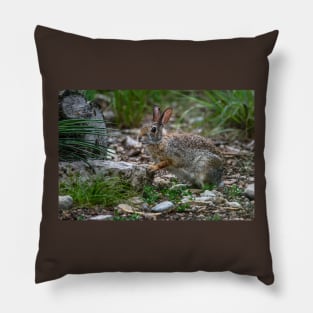 Cottontail Rabbit Hopping Along the Trail Pillow