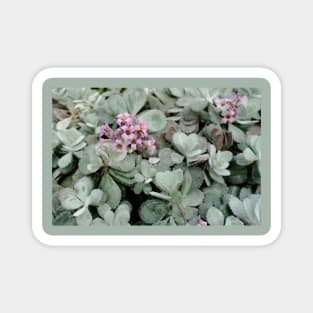 Pink flowers on pastel leaves Magnet