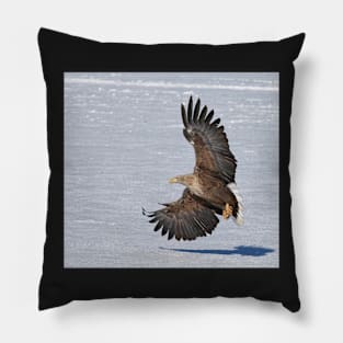 White tailed eagle with beautiful wings Pillow