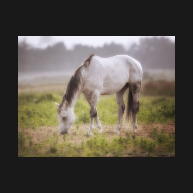 Horse in the Fog by JeffreySchwartz