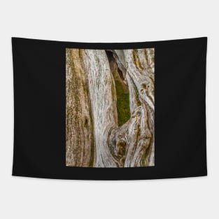 The bark of old trees Tapestry