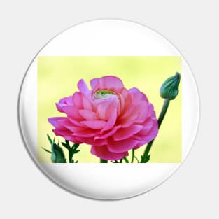 Pink Buttercup Pin