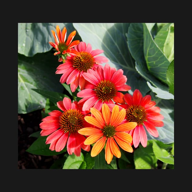 Cheyenne Spirit Echinacea Flowers in the Summer Garden by Scubagirlamy