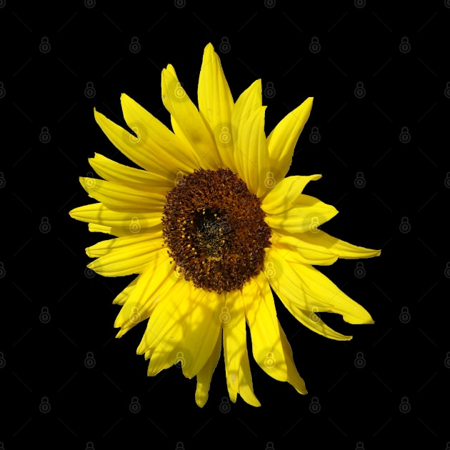 sunflowers, sunflower, blooms, summer, flowers by rh_naturestyles